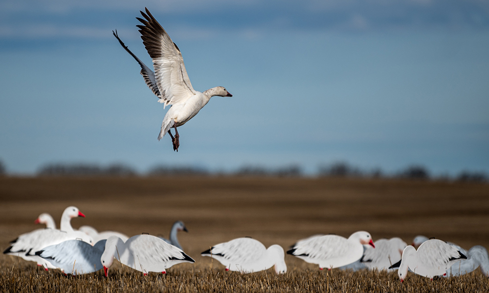 A snow goose prepares to land among a set of decoys in a field.