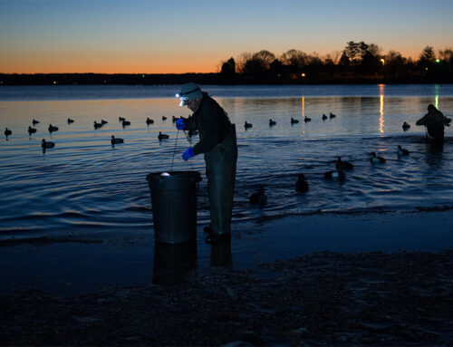 Delta Waterfowl Praises Maryland Assembly’s Passage of Pro-conservation Omnibus