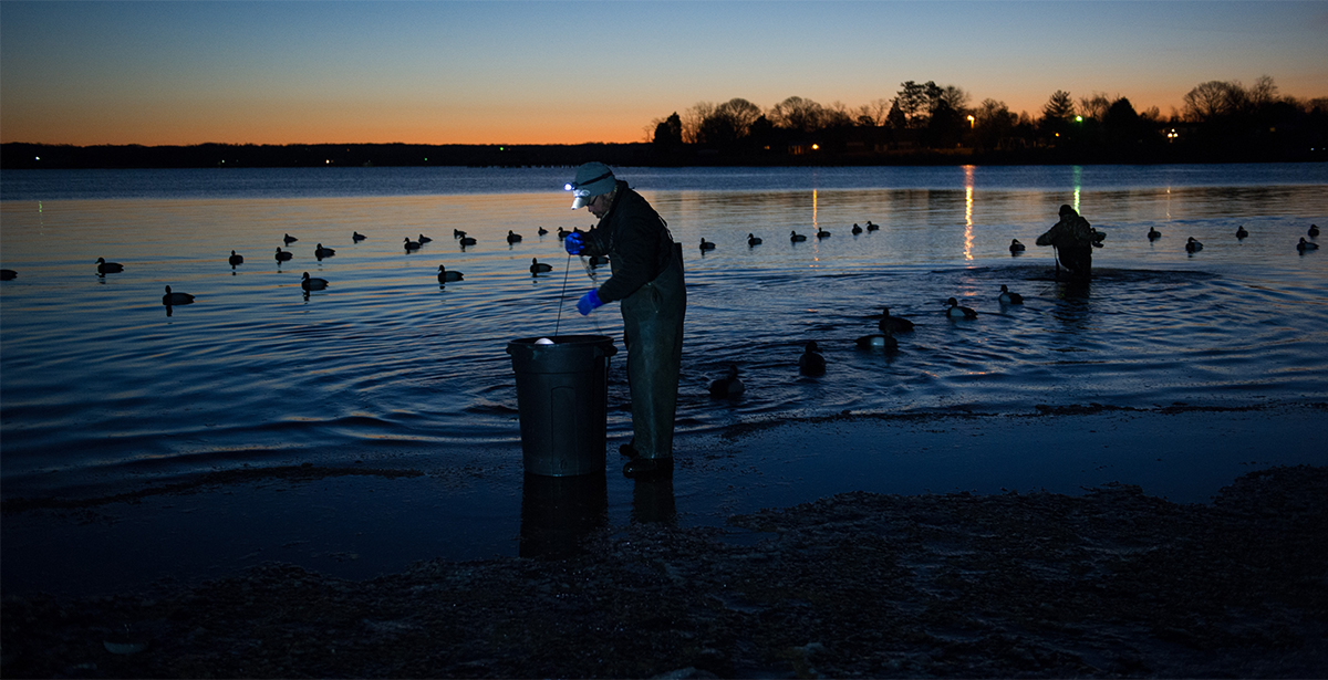 Two duck hunters work in the morning light to put out a decoy longline system.