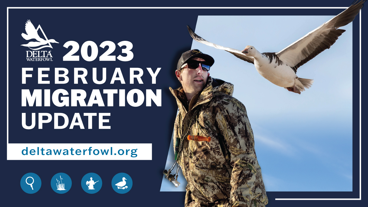 The Delta Waterfowl team gives you the 411 as the last days of the season play out in March's Migration Update!