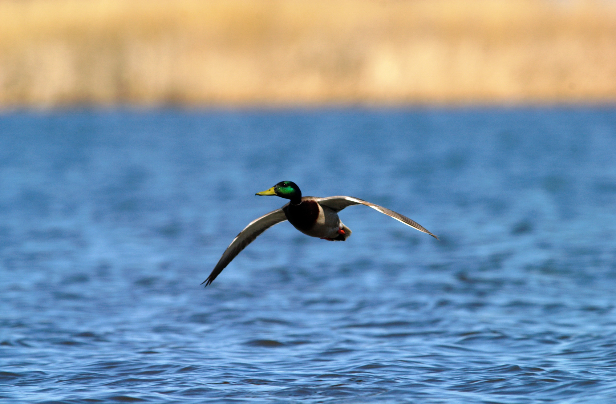 A lone mallard flies over a pond in a field. Duck hunters will have a changed access to hunting in Manitoba in the next season.