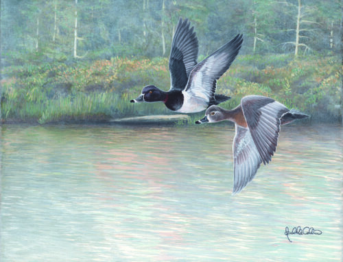 2023 Canadian Duck Stamp to Feature Ring-necked Ducks