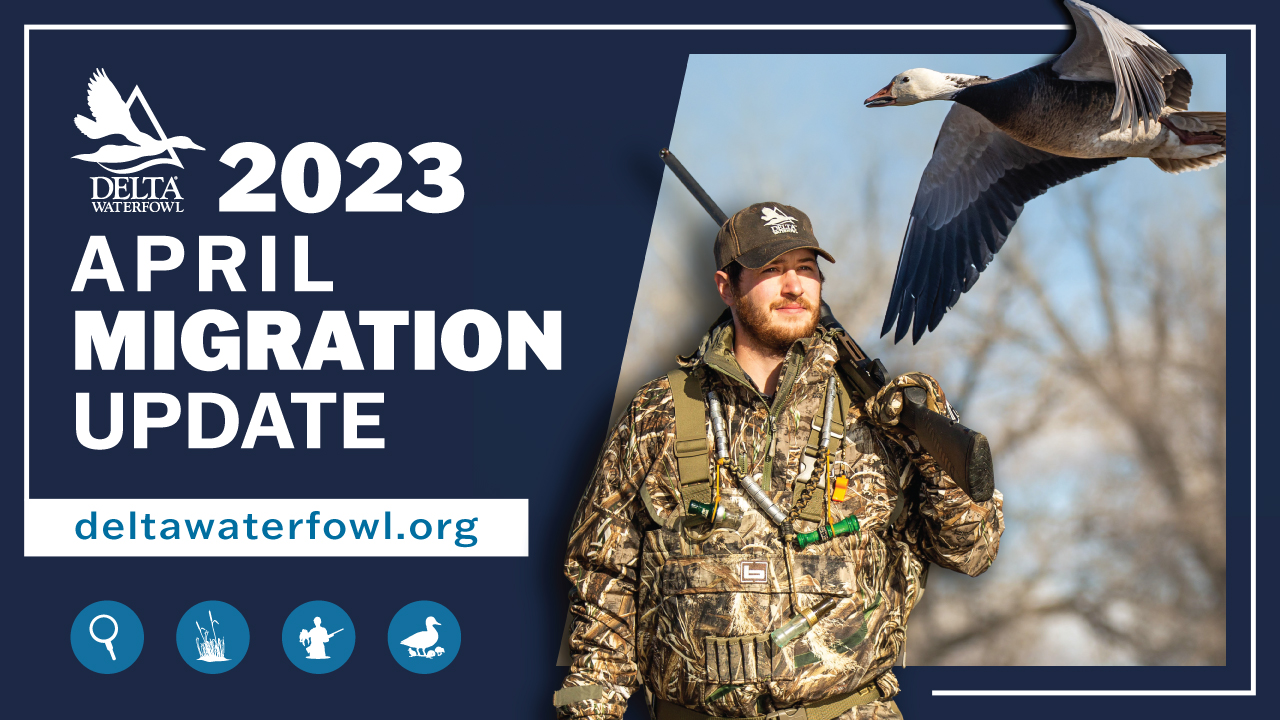 The Delta Waterfowl team has an update on migration status as unusual weather pushes across parts of central North America.