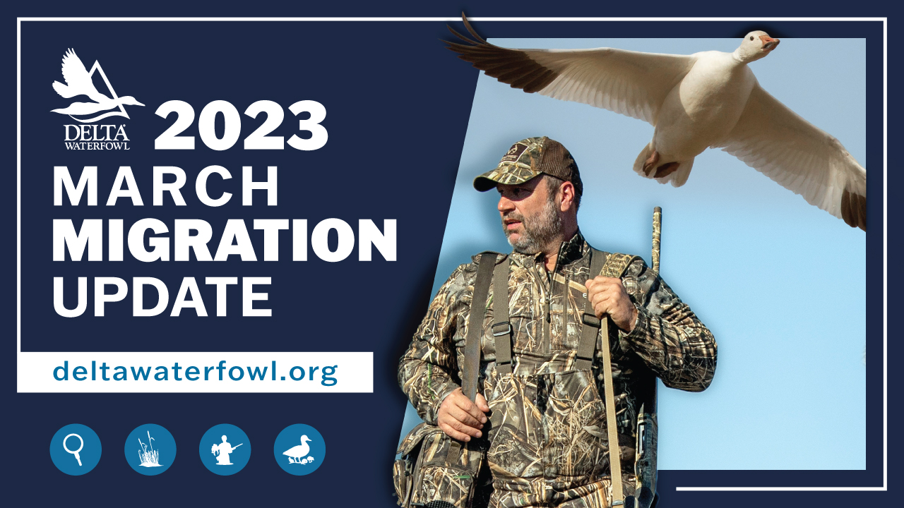 The Delta Waterfowl team gives you the 411 as the last days of the season play out in March's Migration Update!
