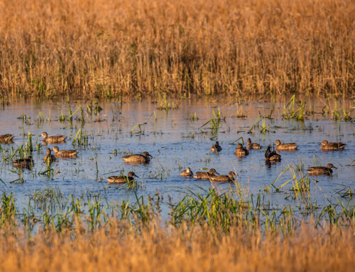 Why Are Ducks THRIVING … as Other Birds DECLINE? Three words: investments by hunters