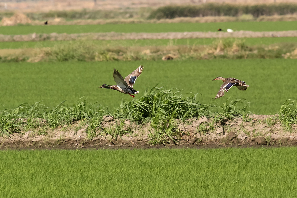 A pair of mallards fly over lush, green vegetation in California.