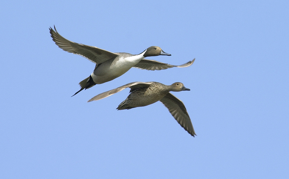 A breeding pair of pintails can be seen flying across the PPR. The state of North Dakota has released their Breeding Population counts for 2023.
