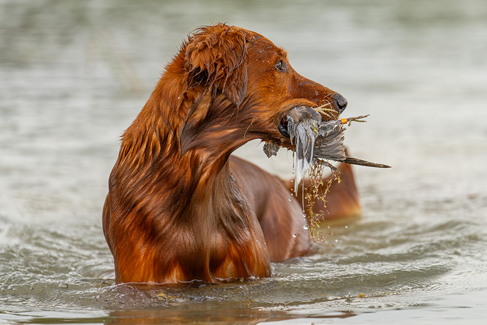 TDHA is a membership organization promoting strong family unity through hunting and the outdoors.