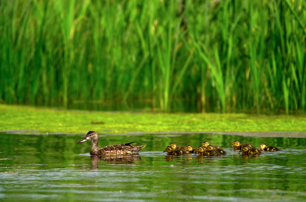 A duck brood can be seen swimming behind mom on a pond among the green grass. State Breeding Surveys are being released in advance of the U.S. Fish and Wildlife Service's 2023 Waterfowl Breeding Population and Habitat Survey.