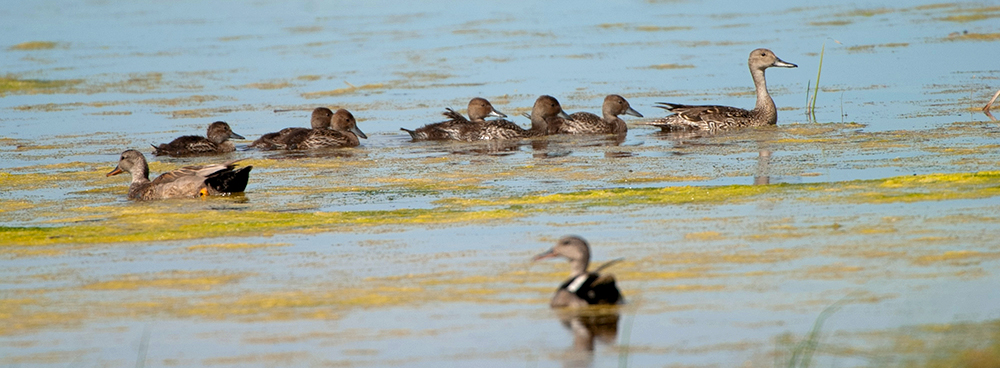 2023 breeding population survey results are out and it is good news for pintails this year.