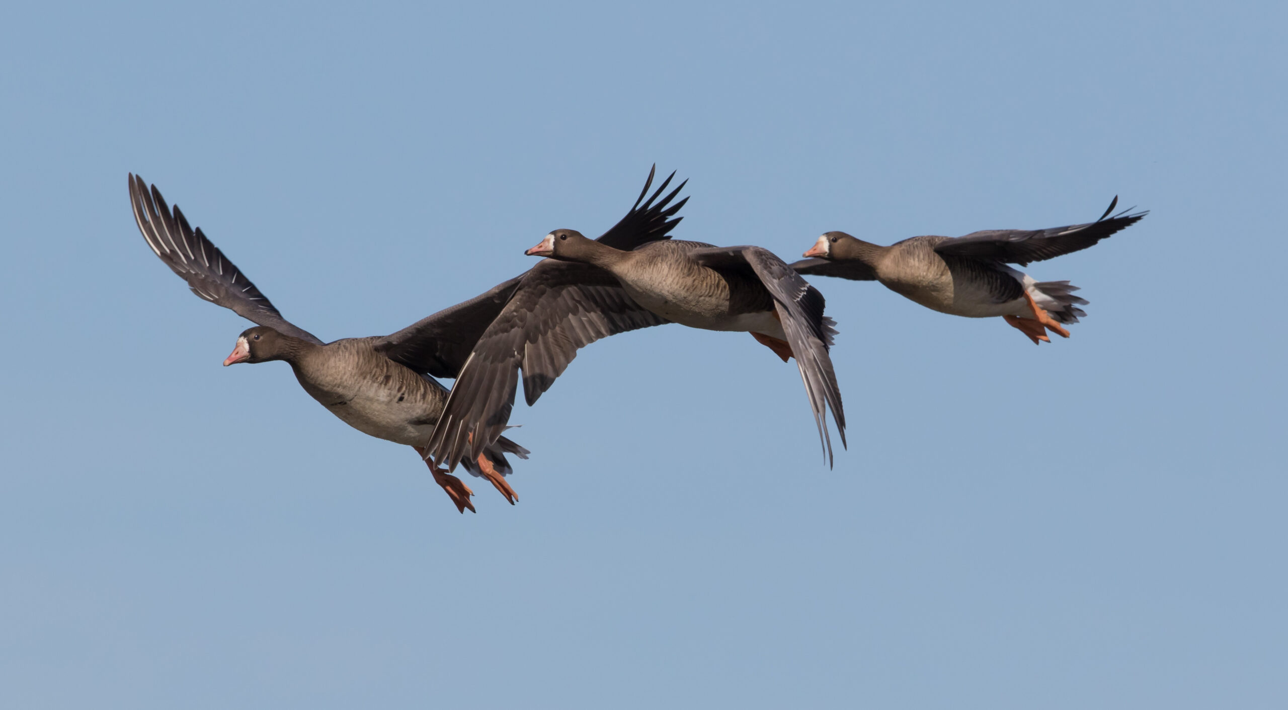 specklebelly juveniles flying they will be the hot ticket goose hunting in 2023