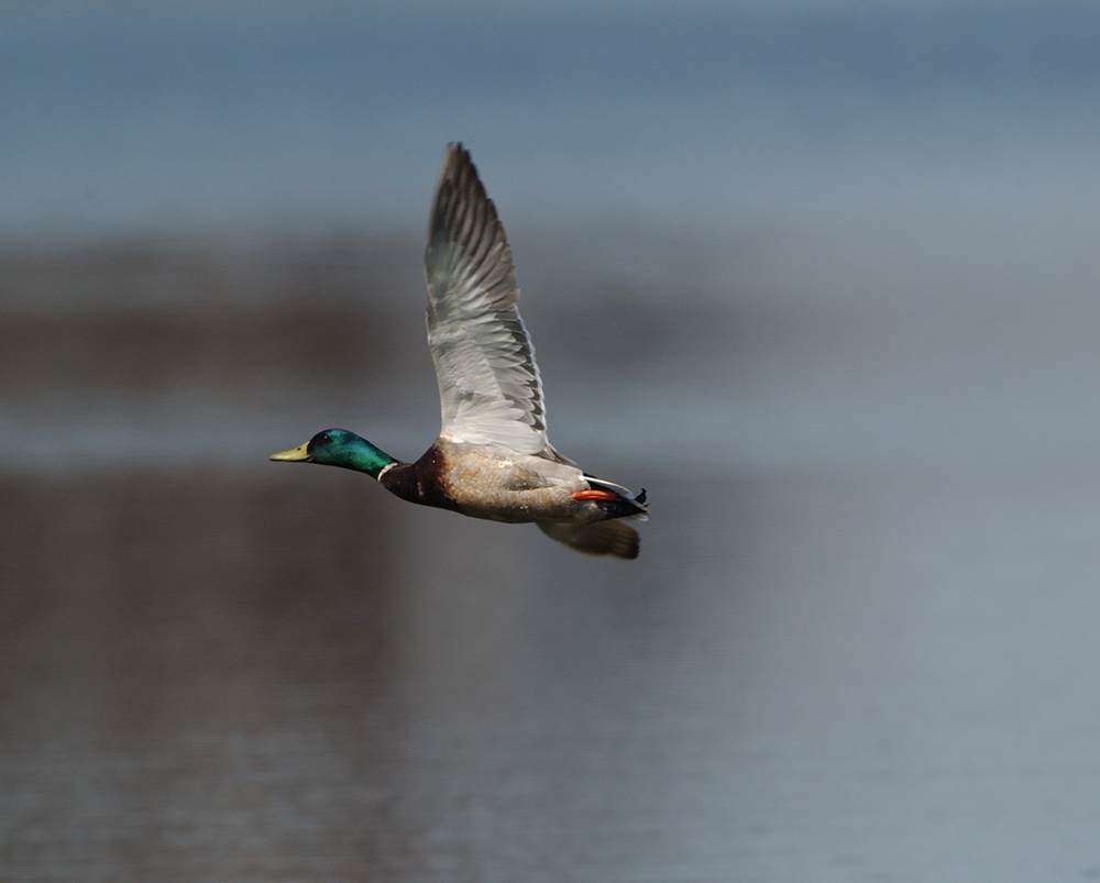 Mallards showed an increase in numbers on the Eastern BPOP Survey, which is good news for members of Delta Waterfowl in the Atlantic Flyway.