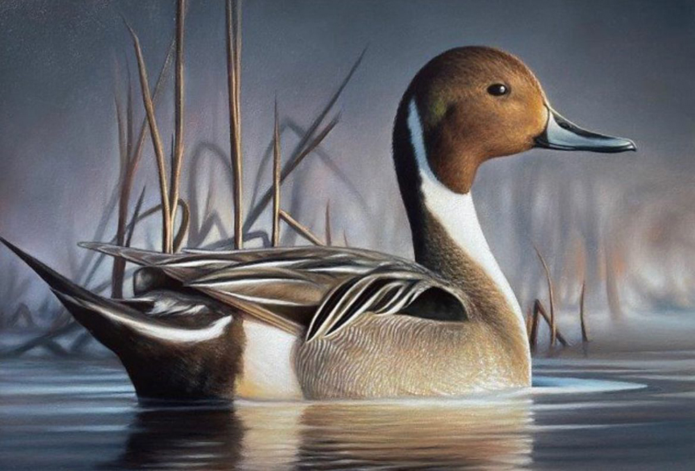 Chuck Black’s oil painting of a northern pintail was chosen as the 2023 Federal Duck Stamp Art Contest winner.