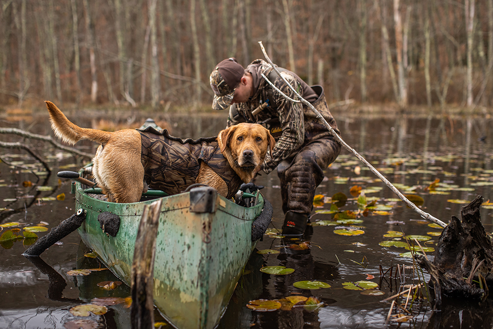 A duck dog in a canoe looks at the camera as a duck hunter gets gear from the vessel floating in the flooded pines.