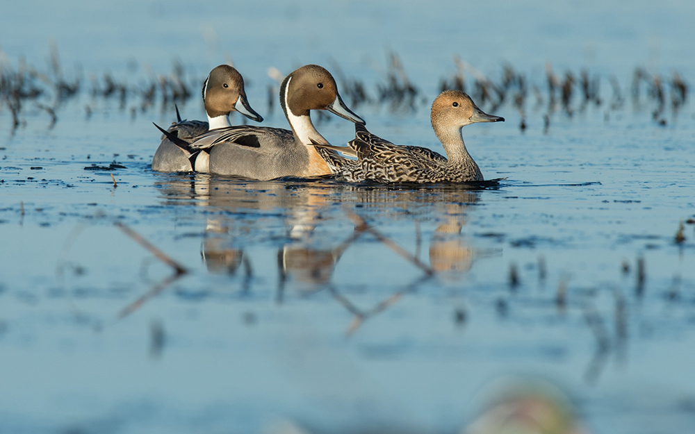 Delta Waterfowl is working to expand the organization’s habitat conservation programs that provide farmers with annual incentive payments to retain the region’s critical shallow wetlands where ducks like this group of pintails, can breed, nest, and thrive.