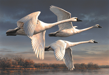 Delta Waterfowl Applauds Signing of Duck Stamp Modernization Act