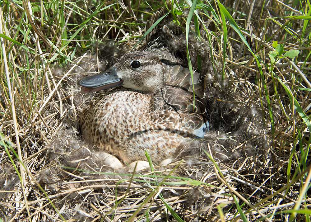 A blue-winged teal hen nestles on her eggs in a nest in log green grass.