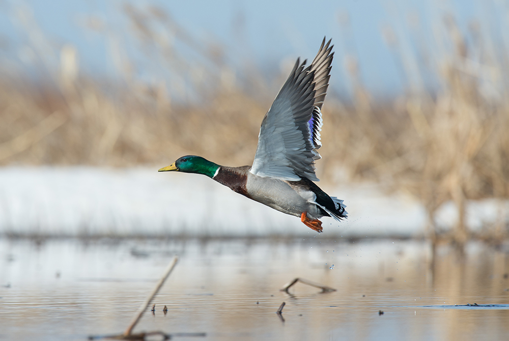 The policy team at Delta Waterfowl has issued their update for November. Check out what is happening across the US and Canada for duck hunters as Delta works to benefit ducks.
