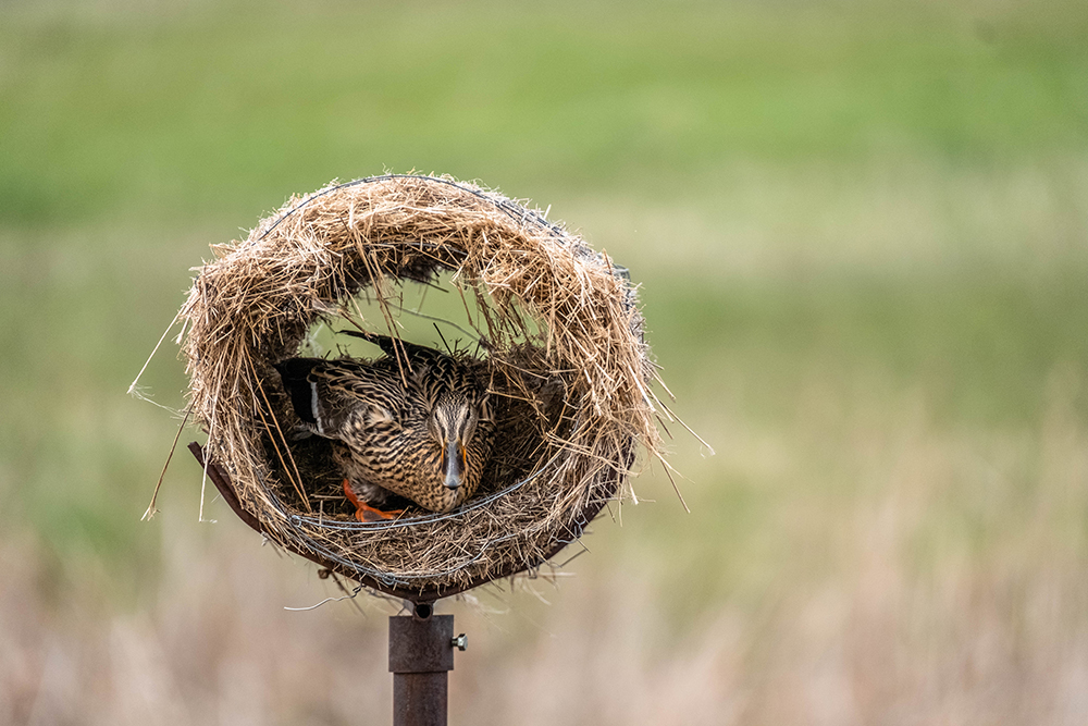 A mallard hen peers out of her Delta Waterfowl hen house, situated over a wetland in the prairie pothole region of North America. She is surrounded by an out of focus background of a field of green grass and long grass.