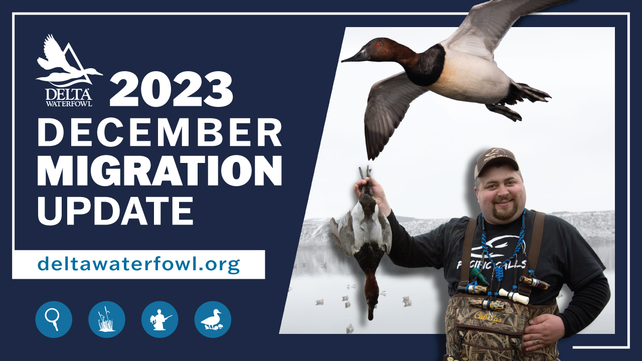 For waterfowlers in all four flyways, December's Migration Update presented by Kent Cartridge provides information on the conditions affecting the migration near you!