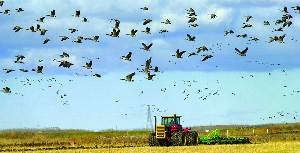 A mega flock of Canada geese swarms around a red tractor moving in a field. Geese dominate the pale blue, winter skies in the background and foreground of the image.