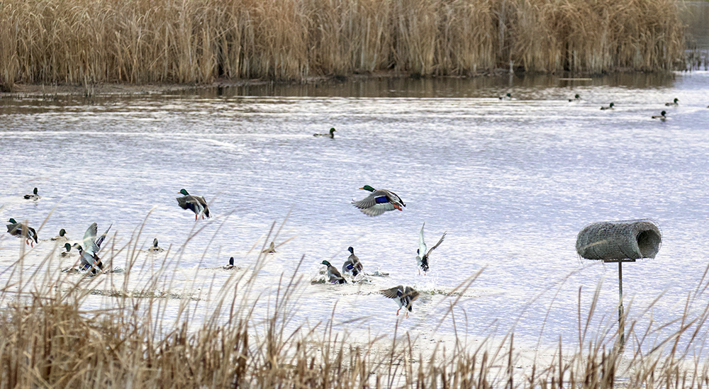 A flock of mallards is active around a Delta Hen House.