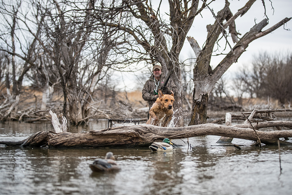A hunting lab leaps through the water at the start of a retrieve.