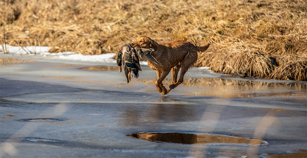 A hunting dog gallops across the ice with a bird in its mouth.