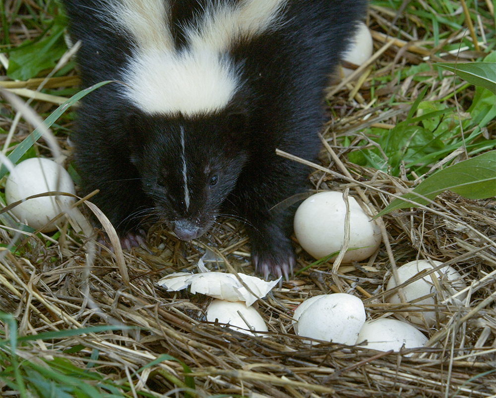A skunk predates on a duck nest on the prairie.