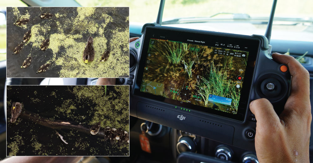 A drone control can be seen in the hands of someone in a pickup. Superimposed on the image are two images of photos and video that can be transmitted back from the drone to the scientists looking at the control without disturbing nests in the field.