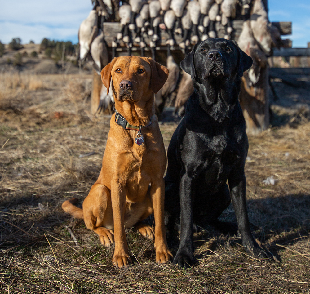 Two labs sit for a photo in front of the successful bounty of a goose hunt.