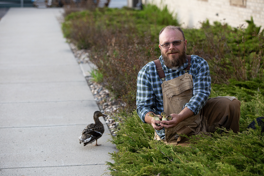 Dr. Nicolai of Delta Waterfowl holds a few eggs of a mallard hen that decided to nest in the shrubbery next to the Delta Waterfowl building.