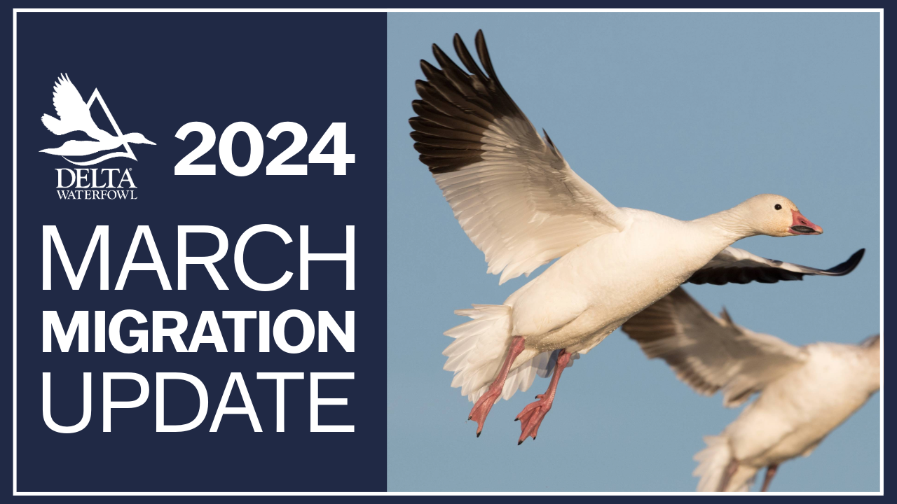 It's March's Migration Report. Delta's staff brings you season reports from across North America.