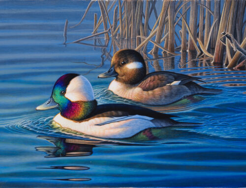 2024 Canadian Duck Stamp to Feature a Pair of Buffleheads