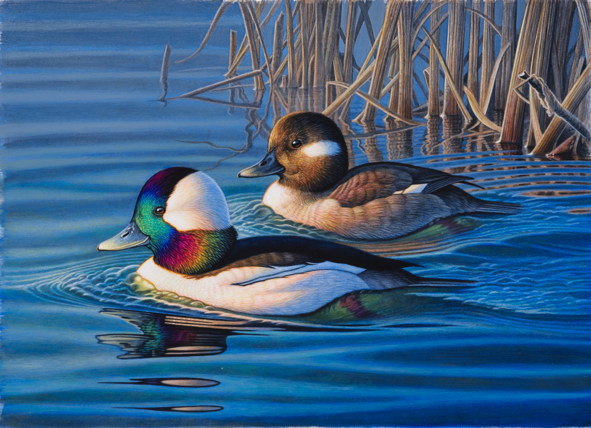 A painted pair of bufflehead ducks can be seen on the 2024 Canadian Duck Stamp by DJ Cleland-Hura.