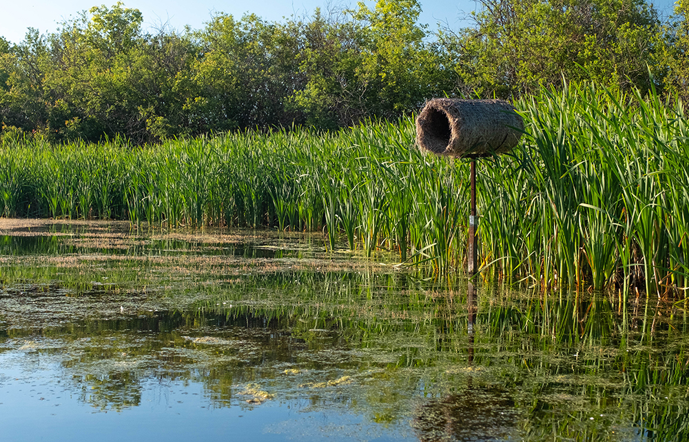 A Delta Waterfowl Hen House structure can be seen over the water in a pond.