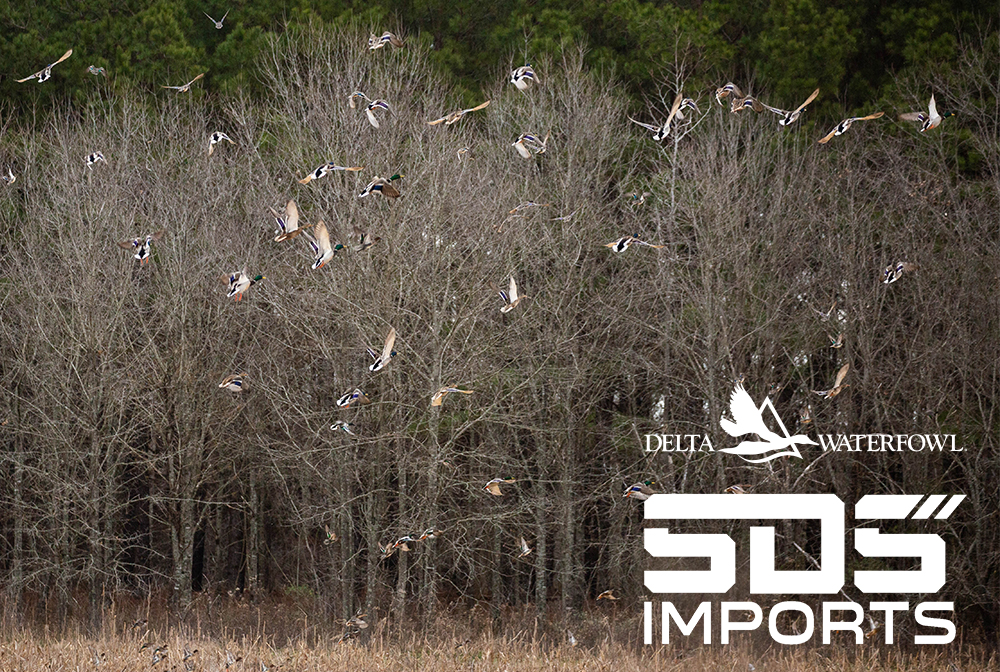 A flock of mallards fly in front of a tree line. As a Champion of Delta sponsor, SDS Imports helps bring this scene to hunters now and in the future.