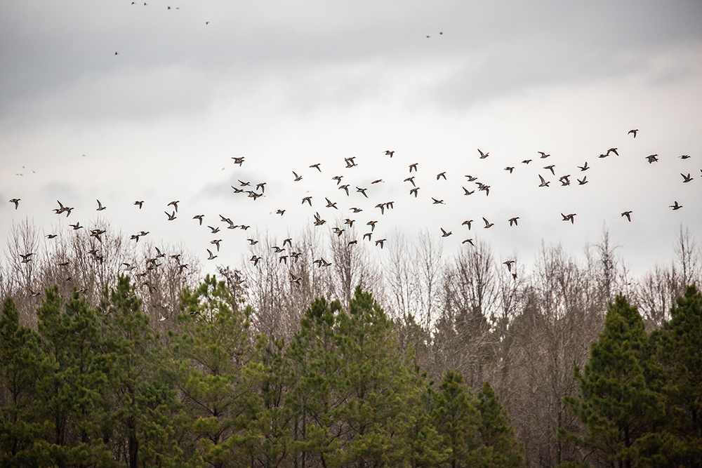 A flock of ducks rise from behind a forest of pine and deciduous trees.