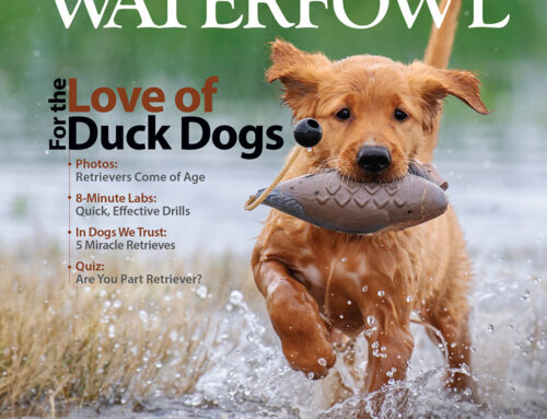 Delta Waterfowl Summer Issue Celebrates Duck Dogs