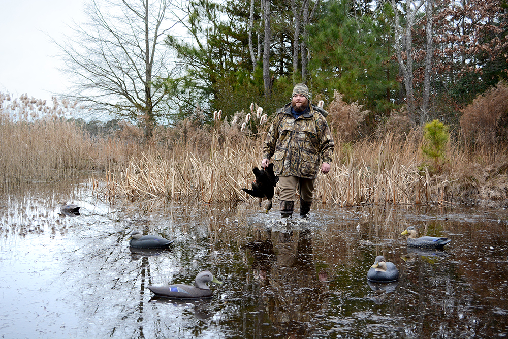A duck hunter emerges from a patch of grass with two ducks. His feet splash in the water below. Delta Waterfowl celebrates signing of law to allow Sunday waterfowl hunting in Delaware.