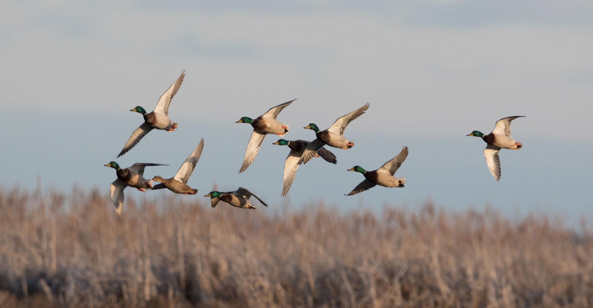 mallards flying over tall grass outside in nature. Image by Delta Waterfowl.