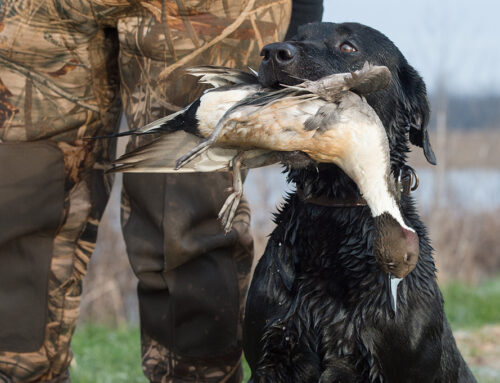 USFWS Adopts New Harvest Strategy for Pintails