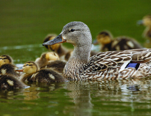 North Dakota Waterfowl Survey Shows Decrease in Breeding Ducks, ‘Fair’ Wetland Conditions
