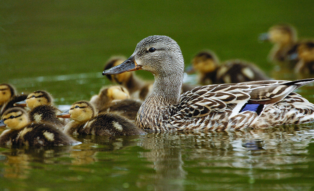 A mallard hen swims with her ducklings in a body of water in the North Dakota PPR.