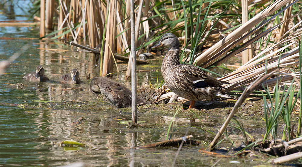 It's spring and the work for the ducks and new ducklings continues with Delta's policy team.
