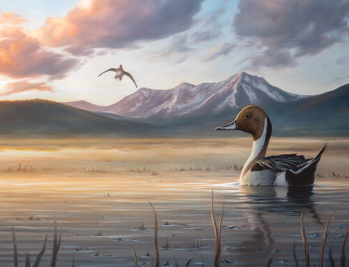 Delta Waterfowl Grand Banquet Live Auction to Include Original Artwork Featured on 2024-2025 Duck Stamp Carrier