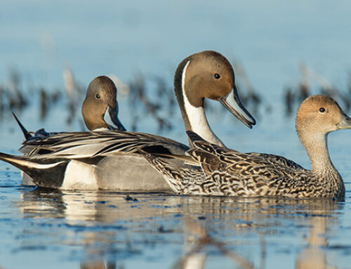 Annual Breeding Waterfowl Population Survey Estimates 33.99 Million Ducks, Up 5% From 2023