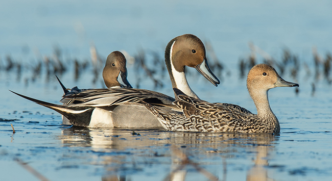 Pintails