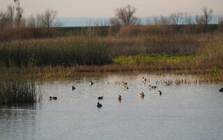 Delta Waterfowl Celebrates Signing of Critical Bill For California Waterfowl Hunters