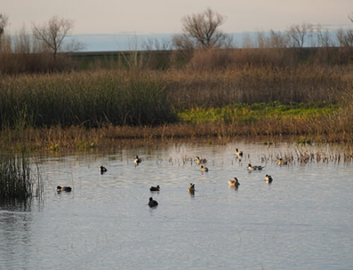 Delta Waterfowl Celebrates Signing of Critical Bill For California Waterfowl Hunters